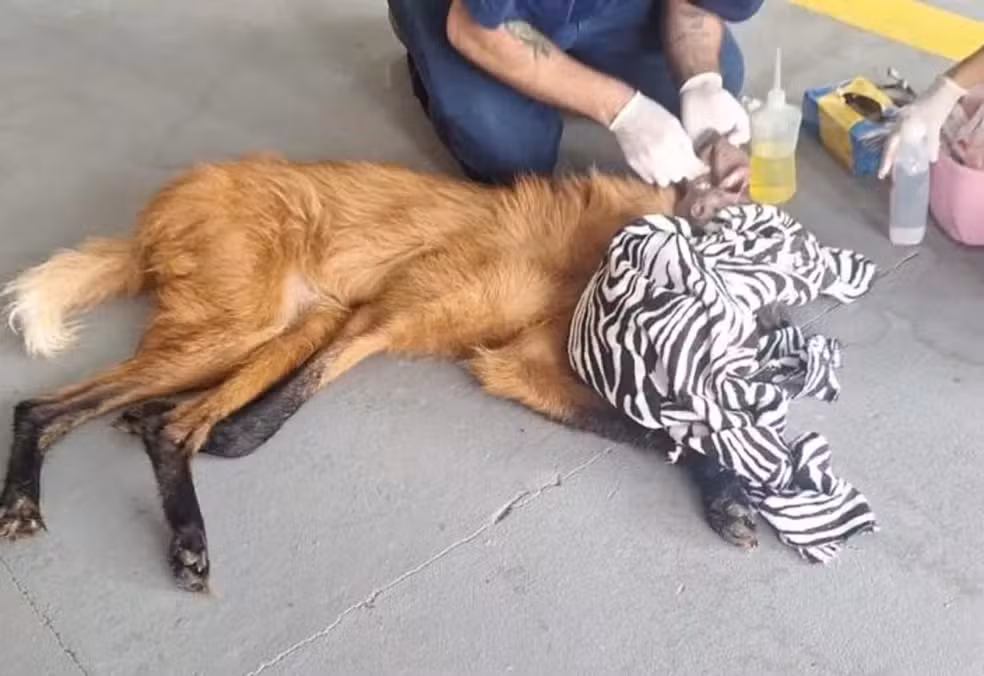 Lobo-guará avistado por moradores é resgatado ferido em galpão de Itapetininga