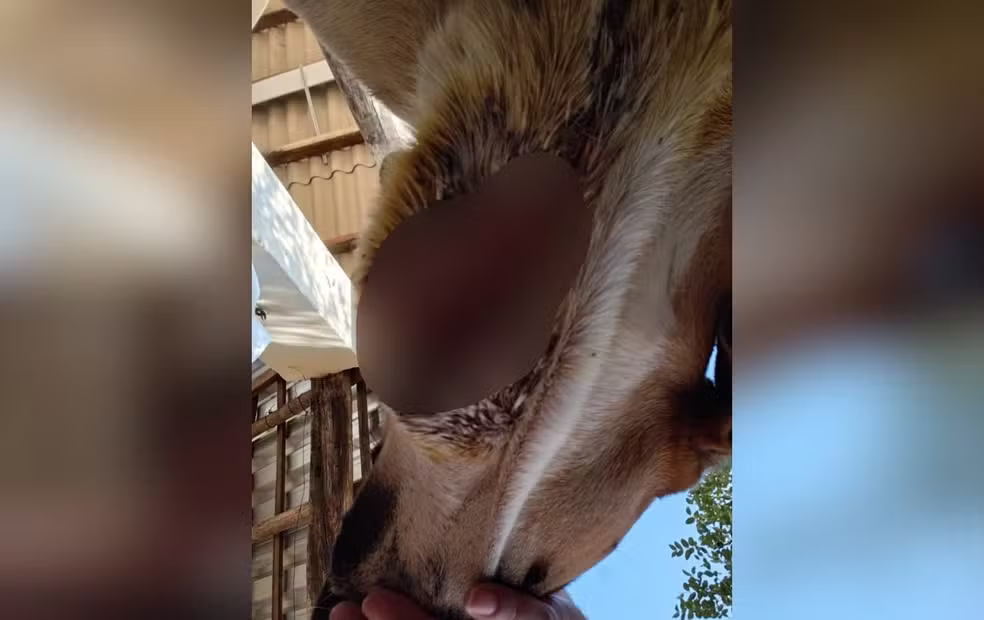 Sem água, comida e usados para caça: 8 cães são resgatados em situação de maus-tratos na zona rural de Avaré